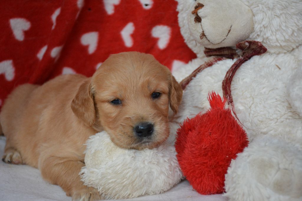 du Domaine D'Eily - Chiot disponible  - Golden Retriever