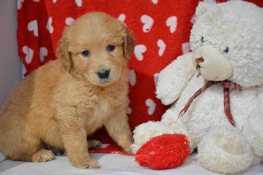 du Domaine D'Eily - Chiot disponible  - Golden Retriever