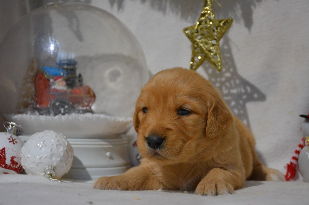 du Domaine D'Eily - Chiot disponible  - Golden Retriever