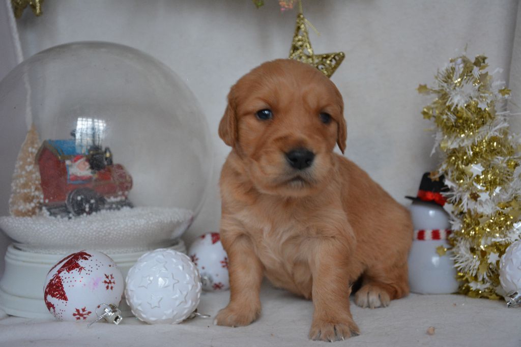 du Domaine D'Eily - Chiot disponible  - Golden Retriever