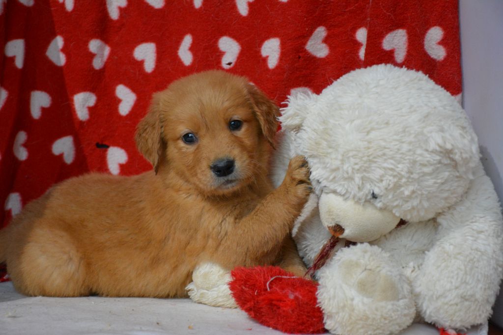 du Domaine D'Eily - Chiot disponible  - Golden Retriever