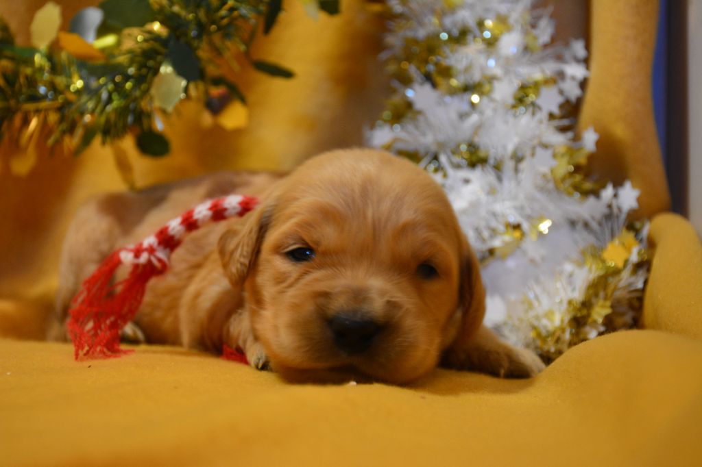 du Domaine D'Eily - Chiot disponible  - Golden Retriever