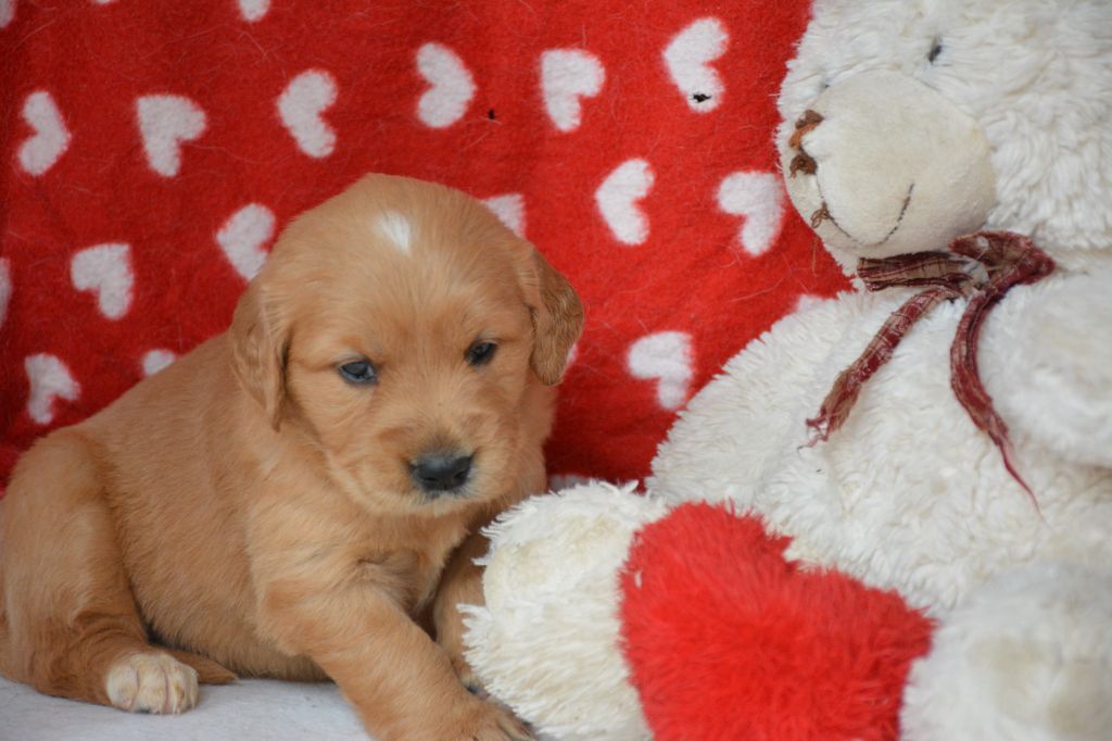 du Domaine D'Eily - Chiot disponible  - Golden Retriever