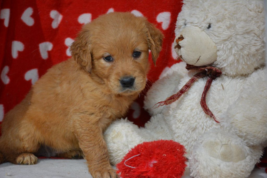 du Domaine D'Eily - Chiot disponible  - Golden Retriever