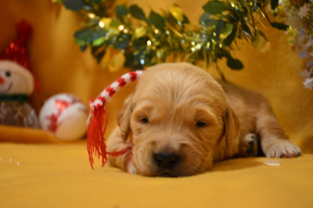 du Domaine D'Eily - Chiot disponible  - Golden Retriever