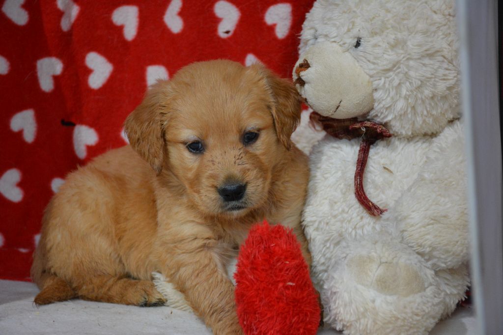 du Domaine D'Eily - Chiot disponible  - Golden Retriever