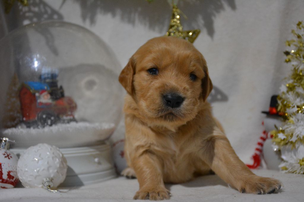 du Domaine D'Eily - Chiot disponible  - Golden Retriever