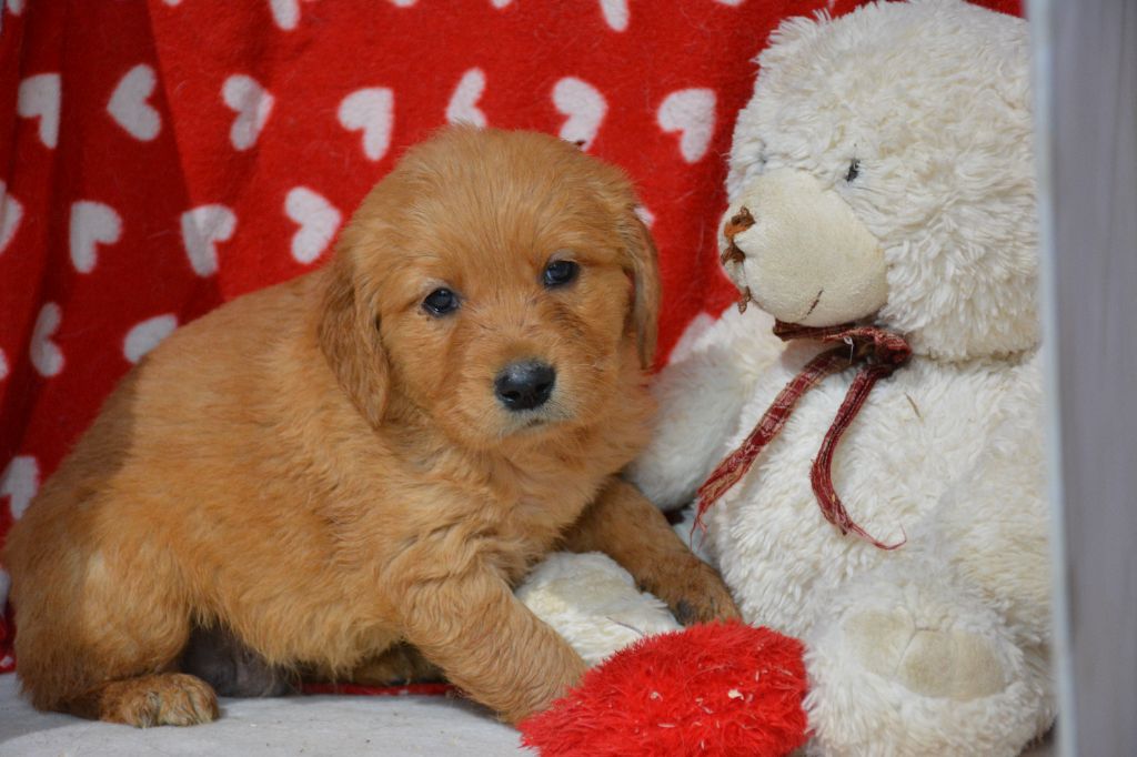 du Domaine D'Eily - Chiot disponible  - Golden Retriever