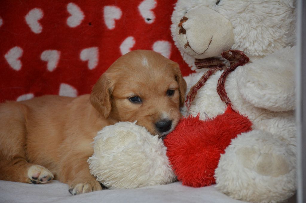 du Domaine D'Eily - Chiot disponible  - Golden Retriever