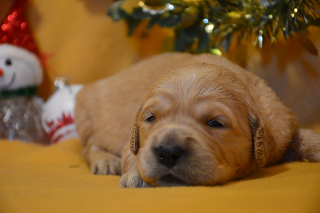 du Domaine D'Eily - Chiot disponible  - Golden Retriever