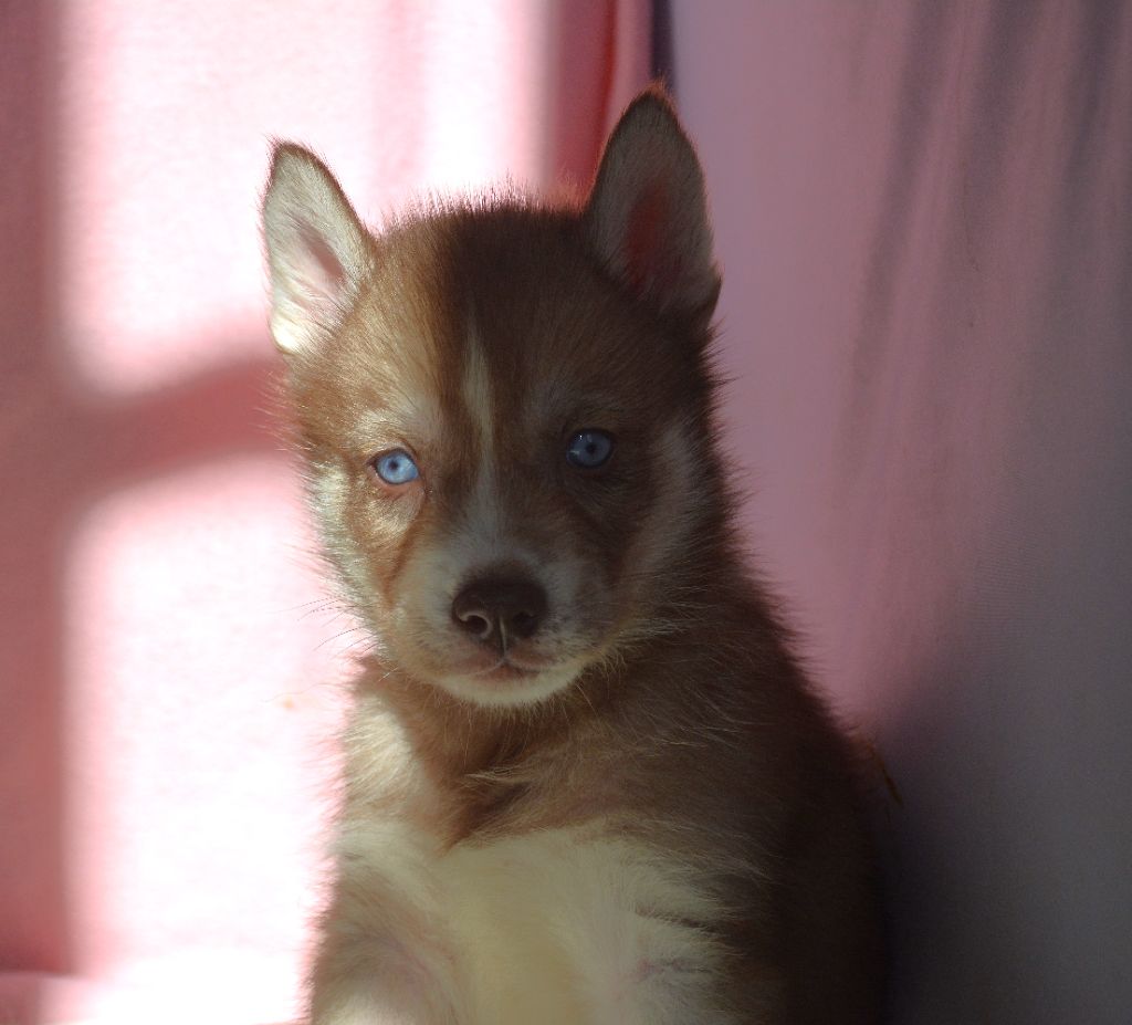 du Domaine D'Eily - Chiot disponible  - Siberian Husky