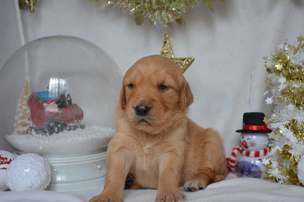 du Domaine D'Eily - Chiot disponible  - Golden Retriever