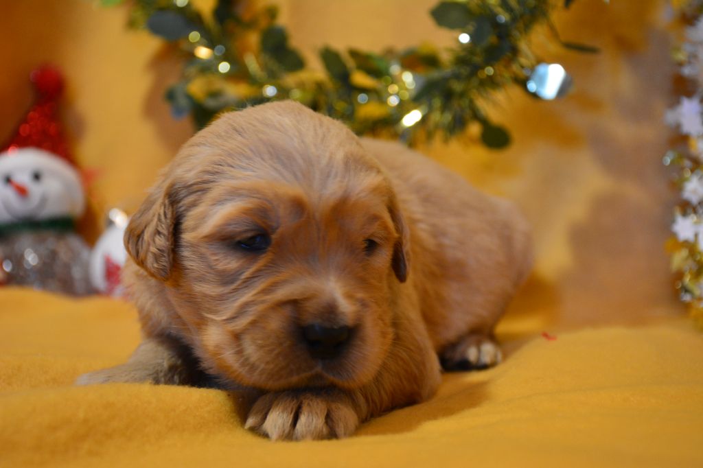 du Domaine D'Eily - Chiot disponible  - Golden Retriever