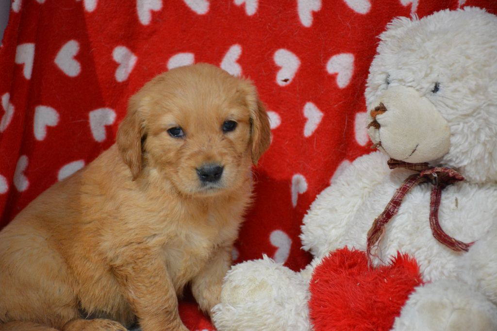 du Domaine D'Eily - Chiot disponible  - Golden Retriever