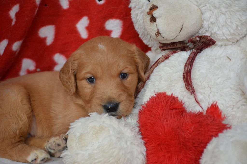 du Domaine D'Eily - Chiot disponible  - Golden Retriever