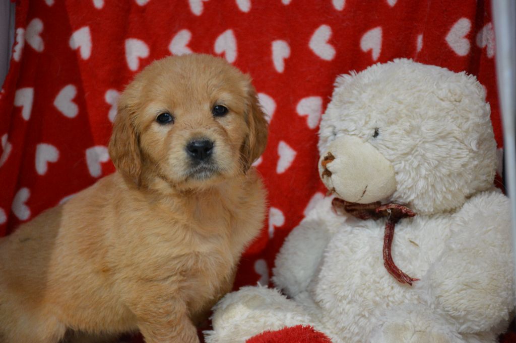 du Domaine D'Eily - Chiot disponible  - Golden Retriever