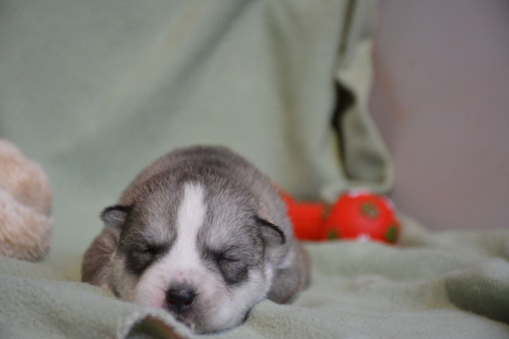 du Domaine D'Eily - Chiot disponible  - Siberian Husky