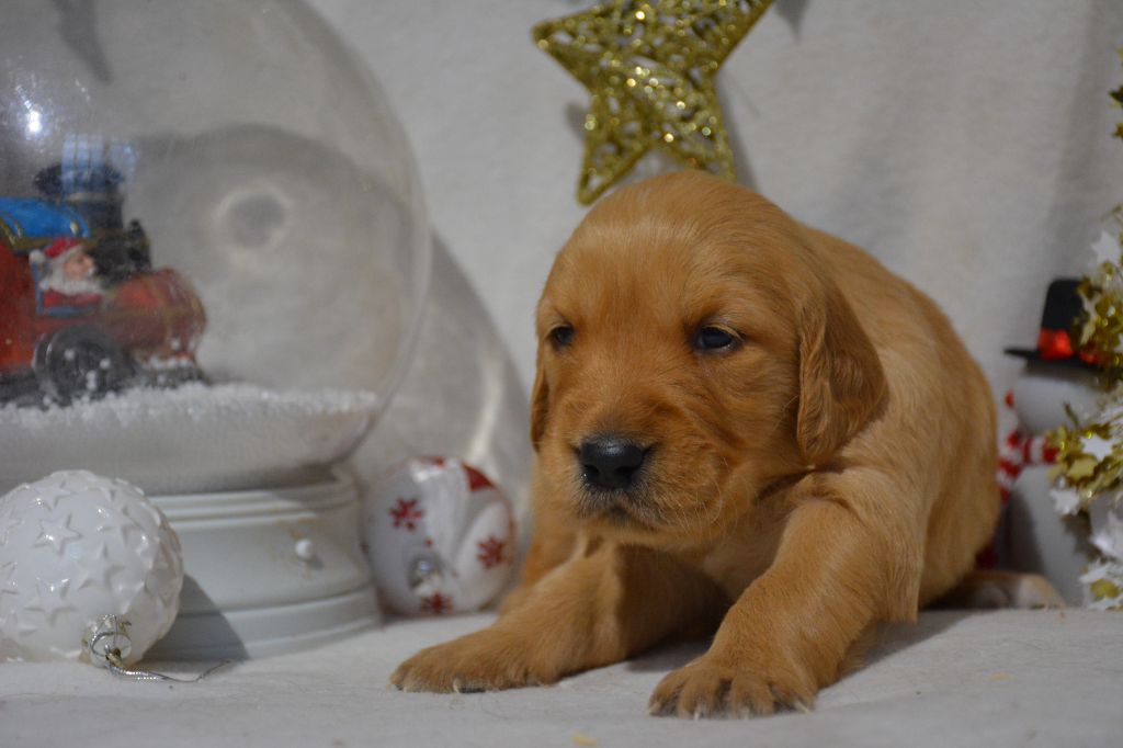 du Domaine D'Eily - Chiot disponible  - Golden Retriever