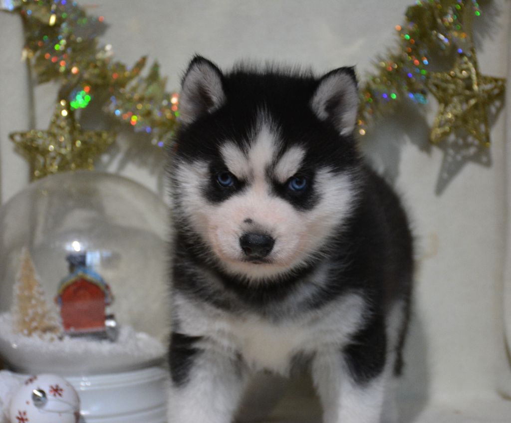 du Domaine D'Eily - Chiot disponible  - Siberian Husky