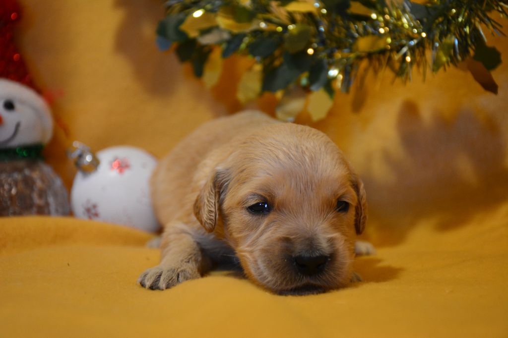 du Domaine D'Eily - Chiot disponible  - Golden Retriever