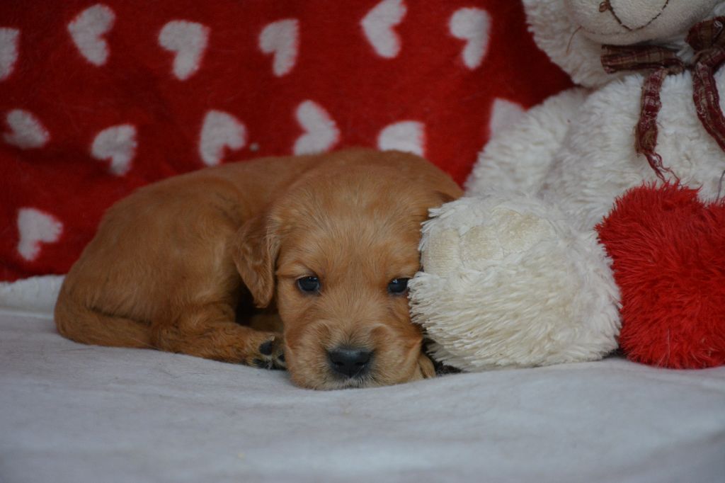 du Domaine D'Eily - Chiot disponible  - Golden Retriever