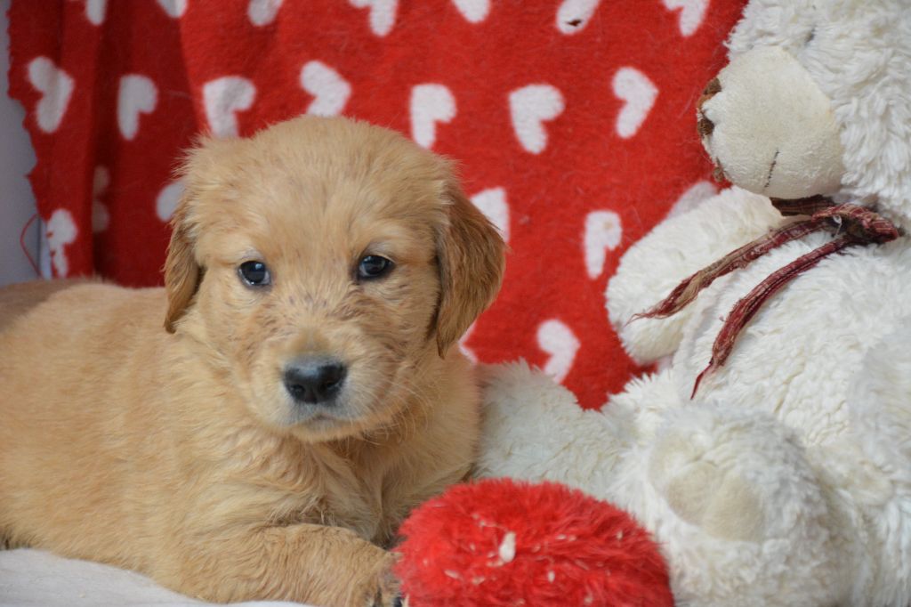 du Domaine D'Eily - Chiot disponible  - Golden Retriever