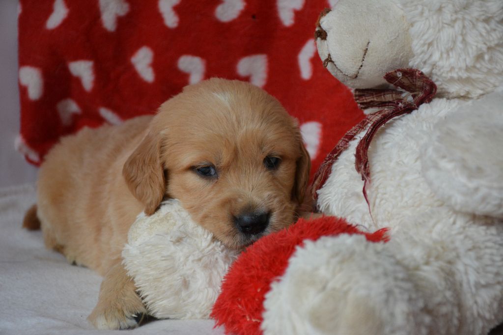 du Domaine D'Eily - Chiot disponible  - Golden Retriever