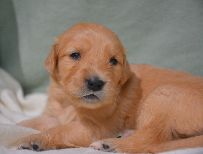 du Domaine D'Eily - Golden Retriever - Portée née le 15/09/2024