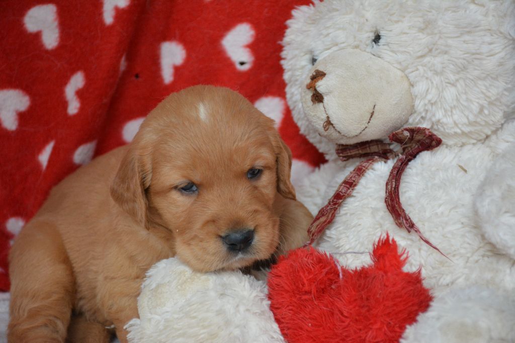 du Domaine D'Eily - Chiot disponible  - Golden Retriever