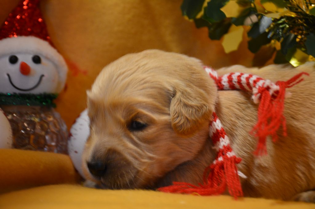 du Domaine D'Eily - Chiot disponible  - Golden Retriever