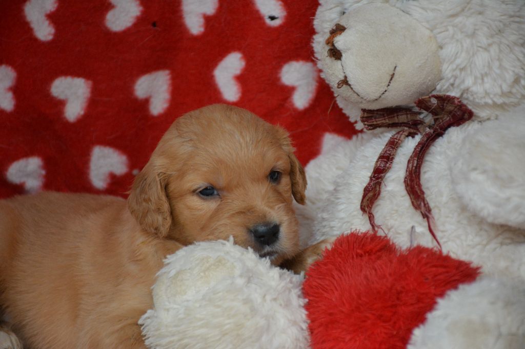 du Domaine D'Eily - Chiot disponible  - Golden Retriever