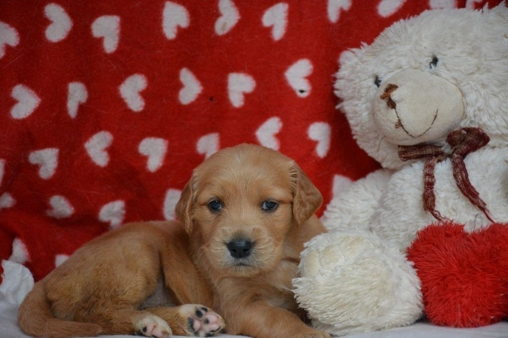 du Domaine D'Eily - Chiot disponible  - Golden Retriever