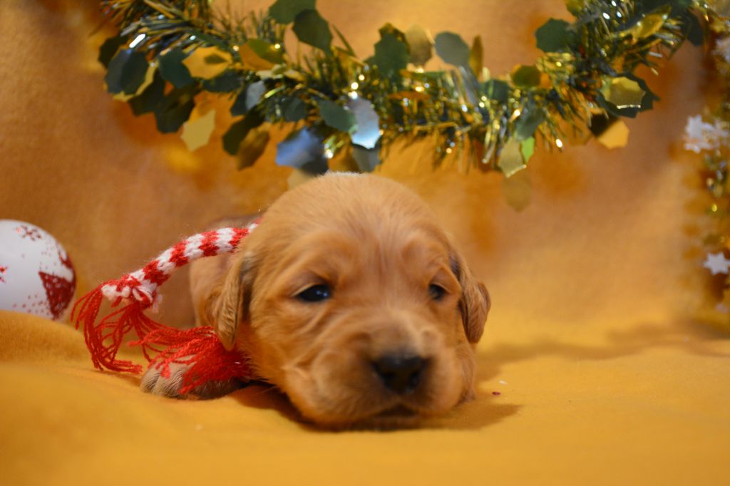 du Domaine D'Eily - Chiot disponible  - Golden Retriever