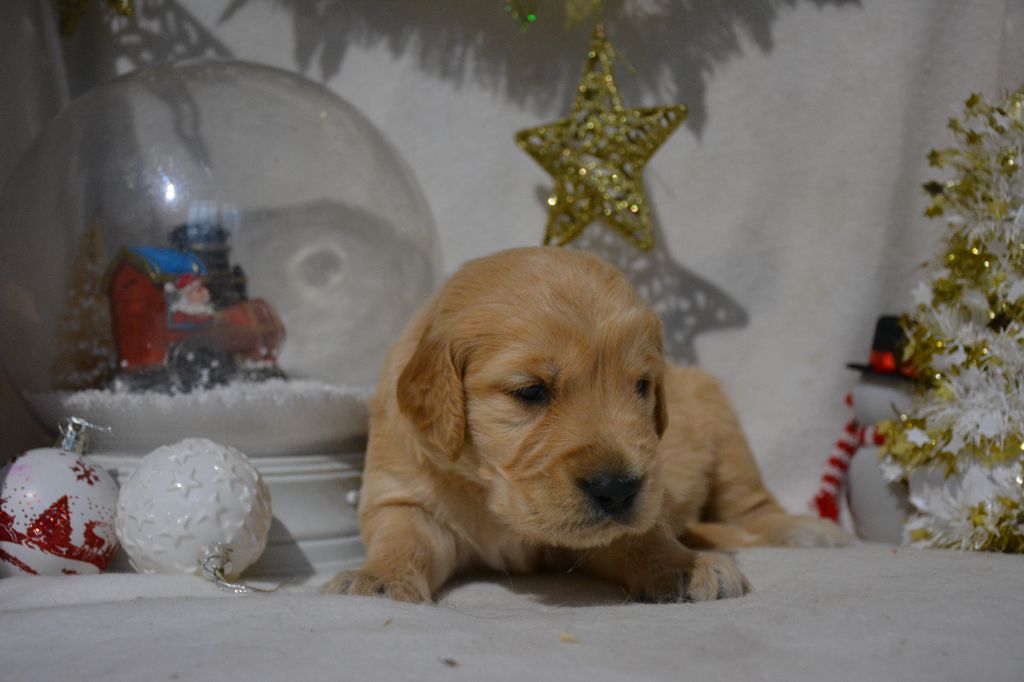 du Domaine D'Eily - Chiot disponible  - Golden Retriever