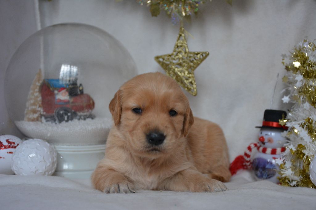 du Domaine D'Eily - Chiot disponible  - Golden Retriever