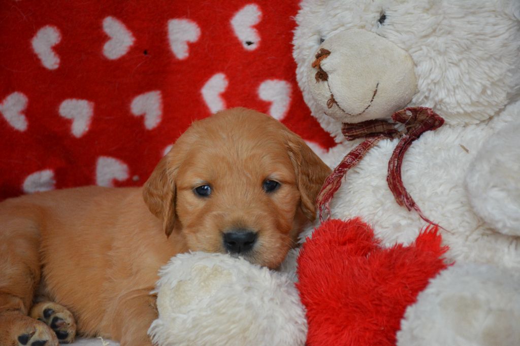 du Domaine D'Eily - Chiot disponible  - Golden Retriever