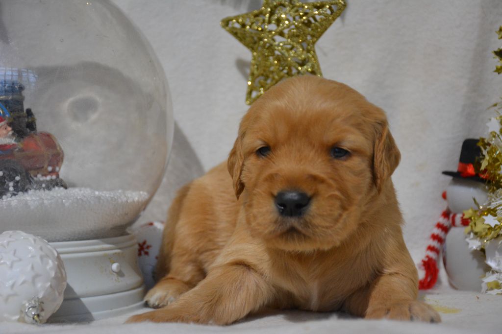 du Domaine D'Eily - Chiot disponible  - Golden Retriever