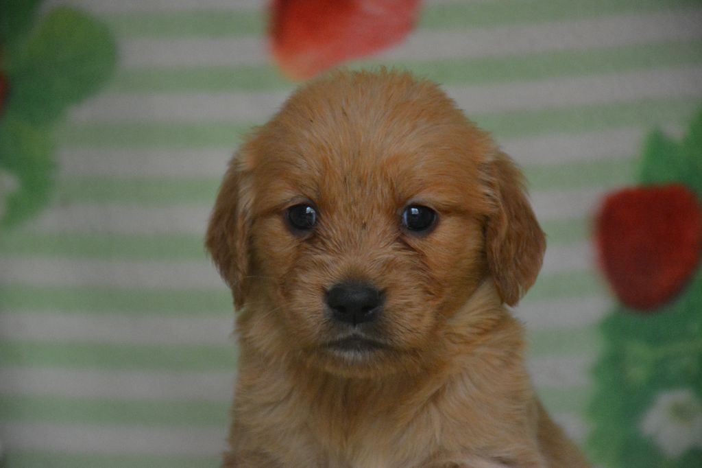 du Domaine D'Eily - Chiots disponibles - Golden Retriever