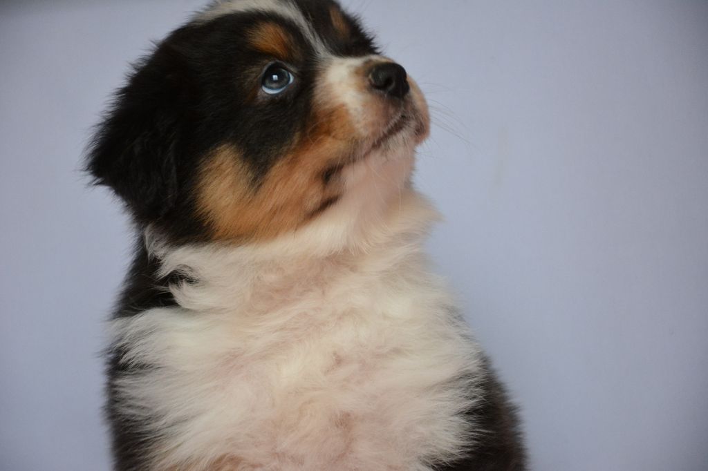 CHIOT