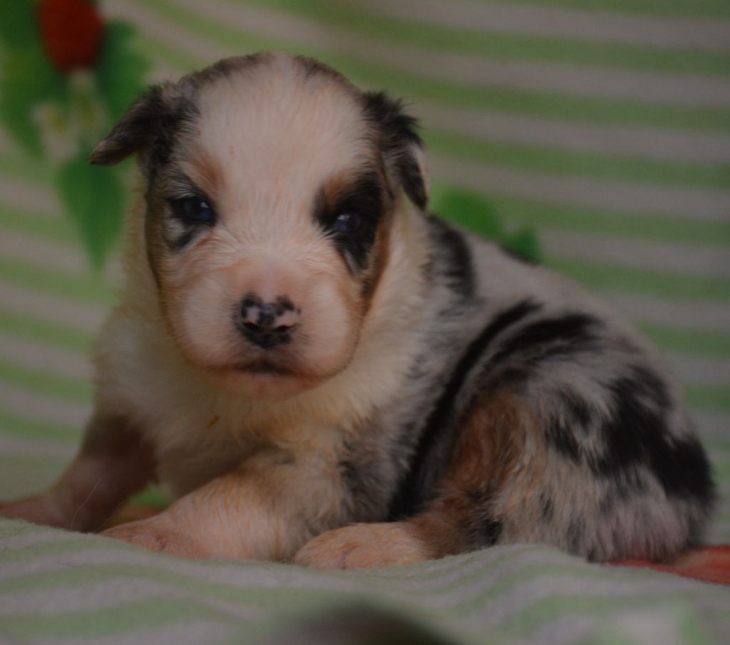 du Domaine D'Eily - Chiots disponibles - Berger Australien