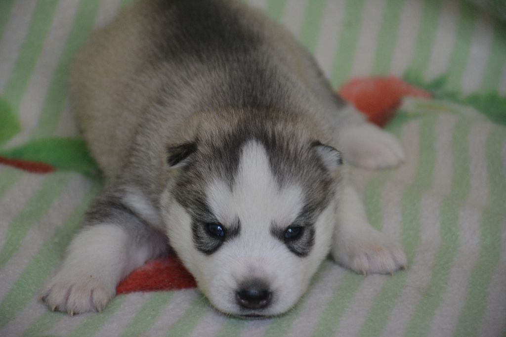 du Domaine D'Eily - Chiots disponibles - Siberian Husky
