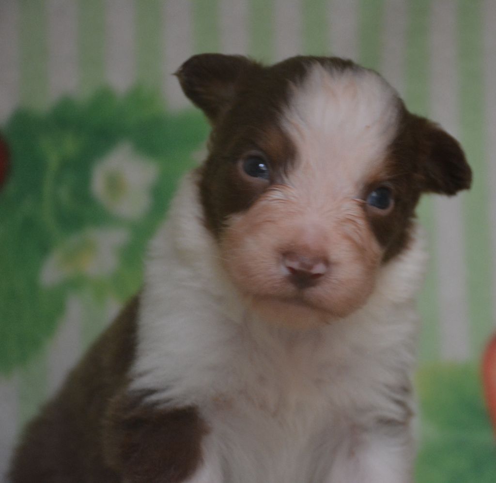 du Domaine D'Eily - Chiots disponibles - Berger Australien