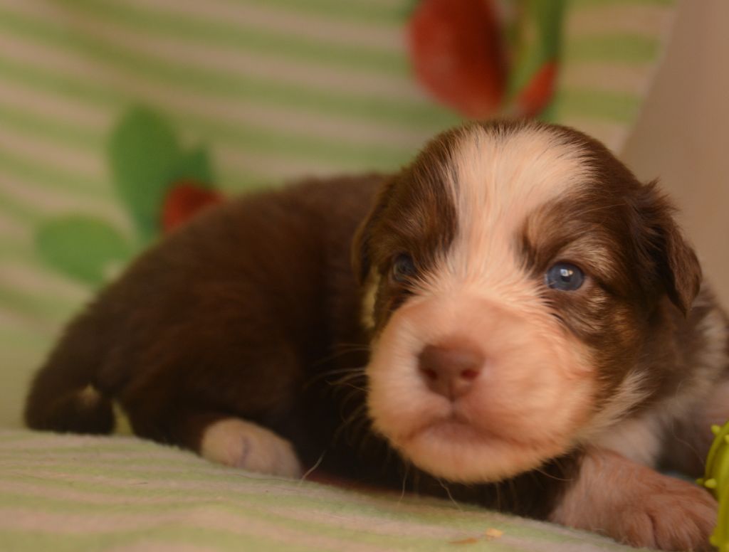 du Domaine D'Eily - Chiots disponibles - Berger Australien