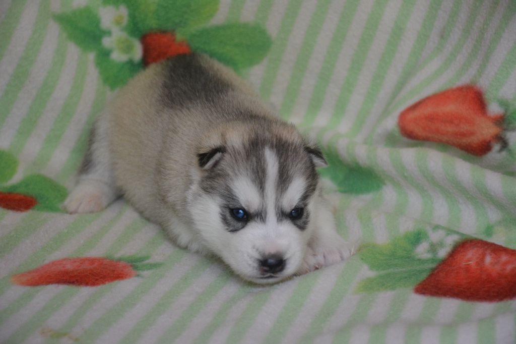du Domaine D'Eily - Chiots disponibles - Siberian Husky
