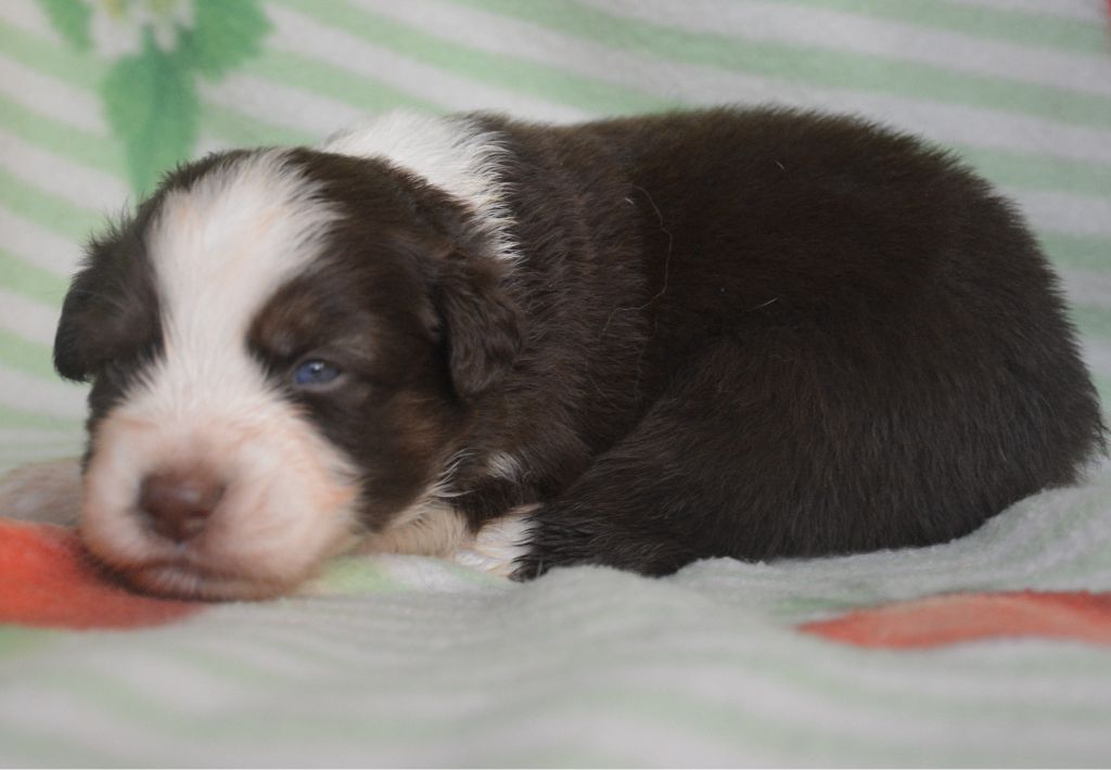 du Domaine D'Eily - Chiots disponibles - Berger Australien