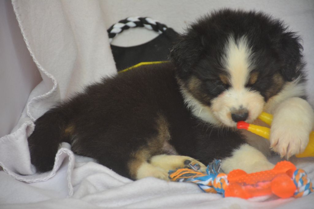 du Domaine D'Eily - Chiots disponibles - Berger Australien