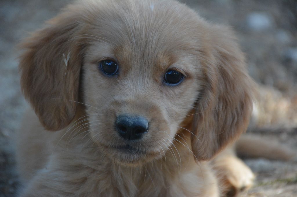 du Domaine D'Eily - Chiots disponibles - Golden Retriever