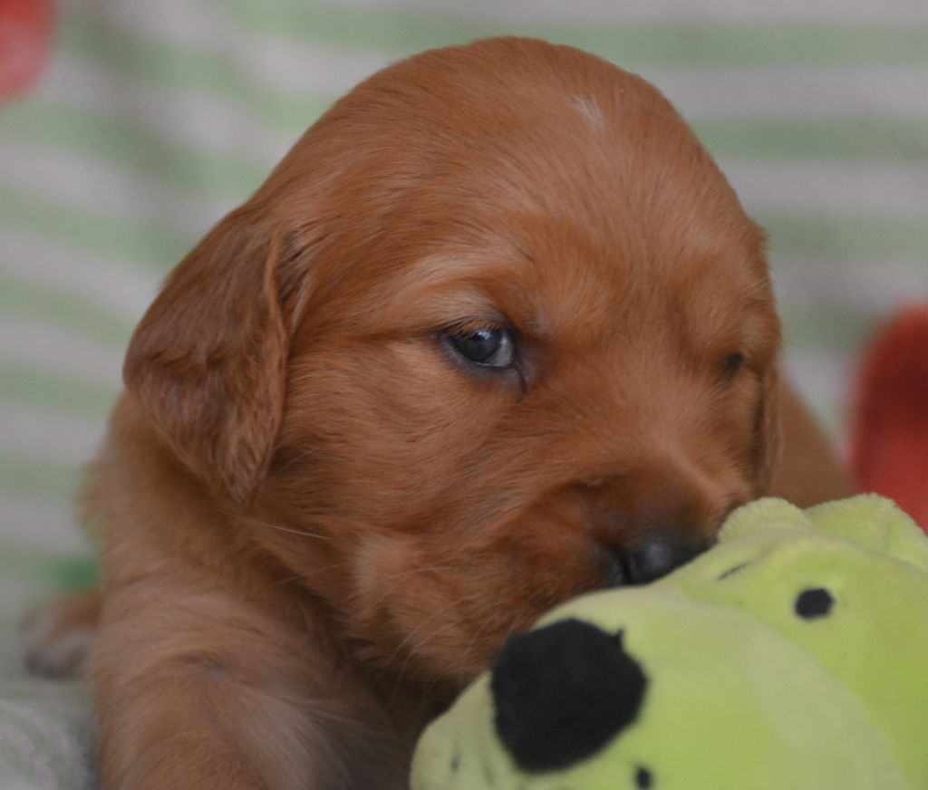 du Domaine D'Eily - Chiots disponibles - Golden Retriever