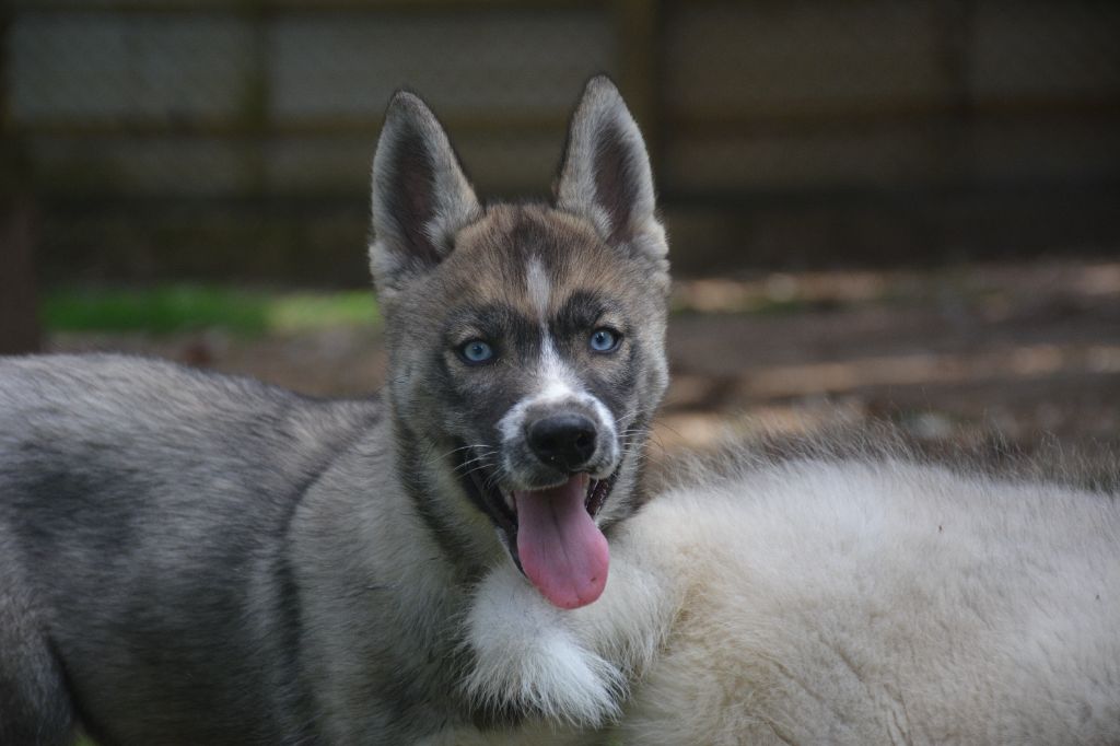du Domaine D'Eily - Chiots disponibles - Siberian Husky