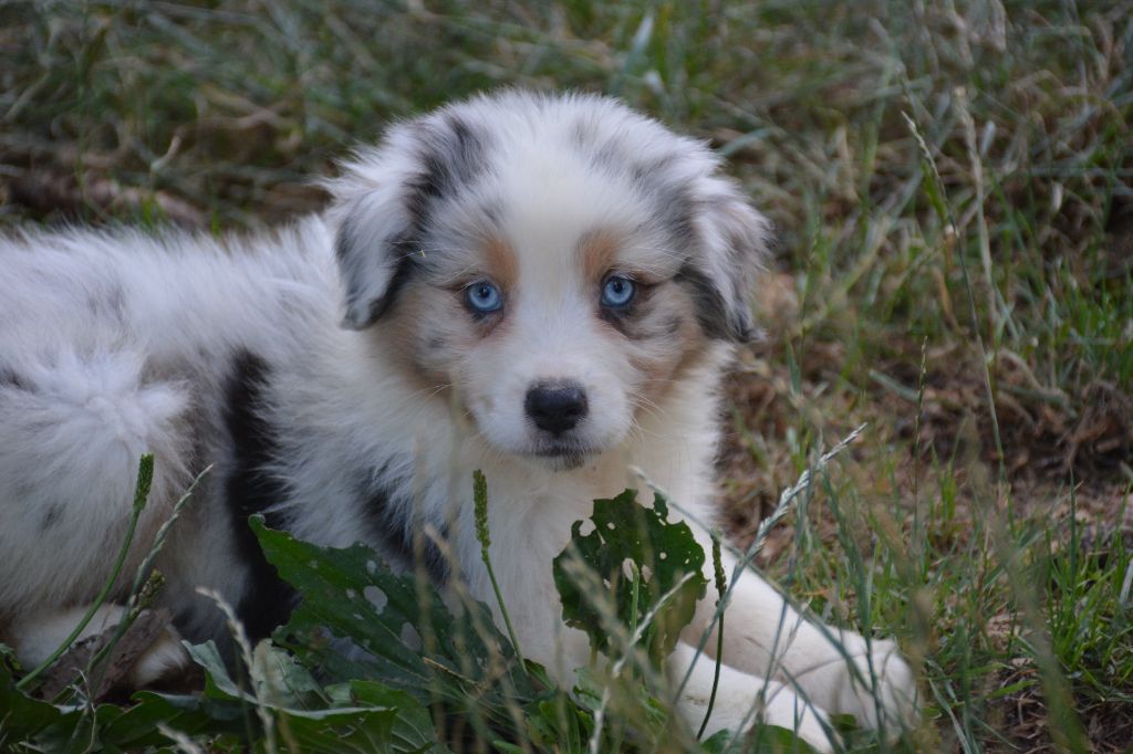 du Domaine D'Eily - Chiots disponibles - Berger Australien